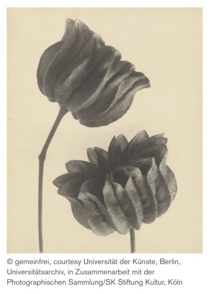 SK Stiftung Kultur di Colonia ospita la mostra KARL BLOSSFELDT. Photography in the light of art/ La fotografia alla luce dell'arte