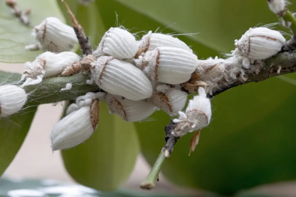 Cocciniglia cotonosa rimedi naturali efficaci. Scopri come proteggere le tue piante e combattere la cocciniglia senza prodotti chimici