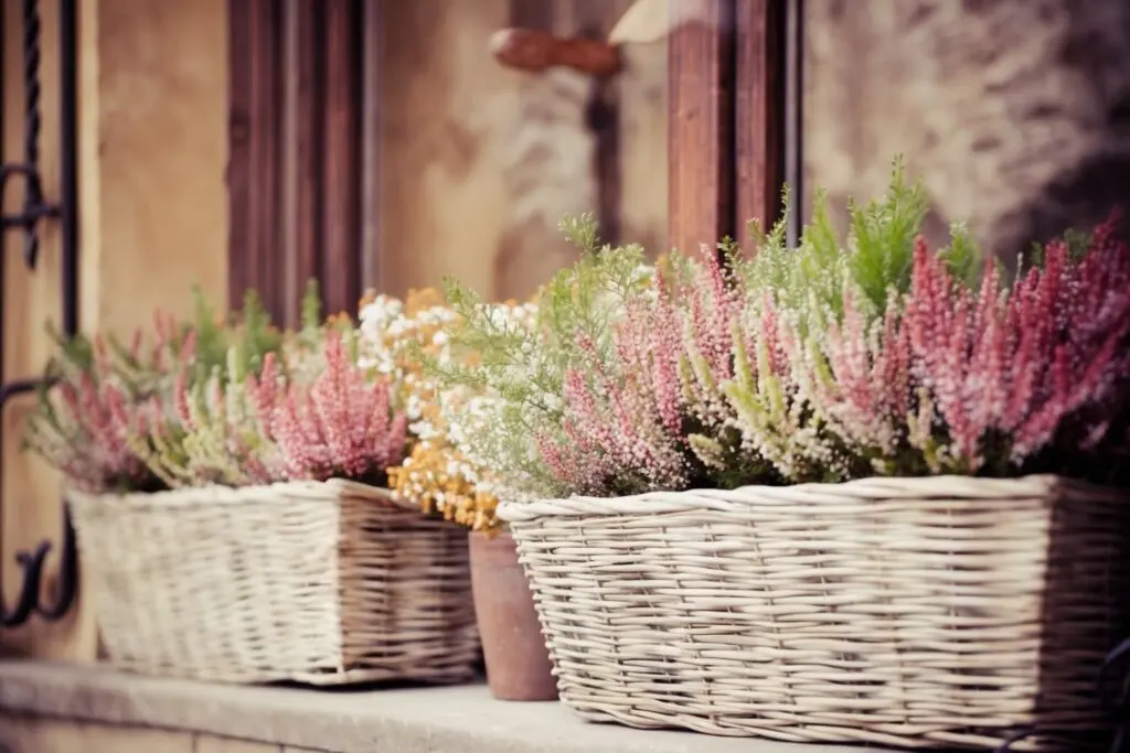 Fiori da balcone invernali: come scegliere e curare piante resistenti per un balcone colorato anche nei mesi freddi