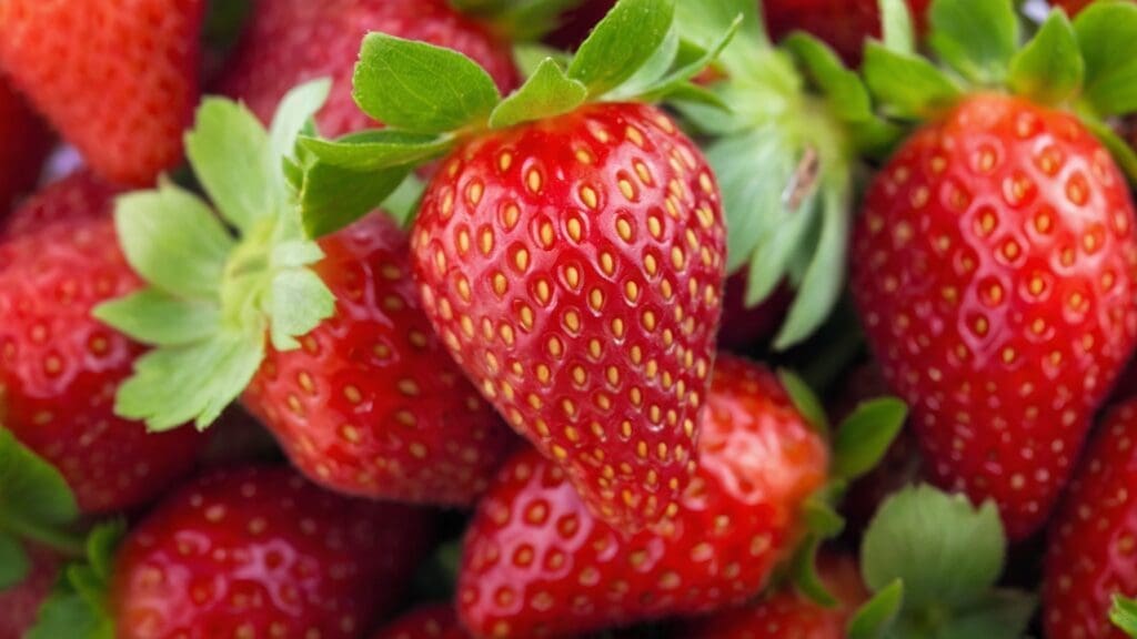 Varietà di fragole giardino: le 5 migliori per arricchire il tuo spazio verde con Albion, Chandler, Sequoia, Fort Laramie, Mara des Bois