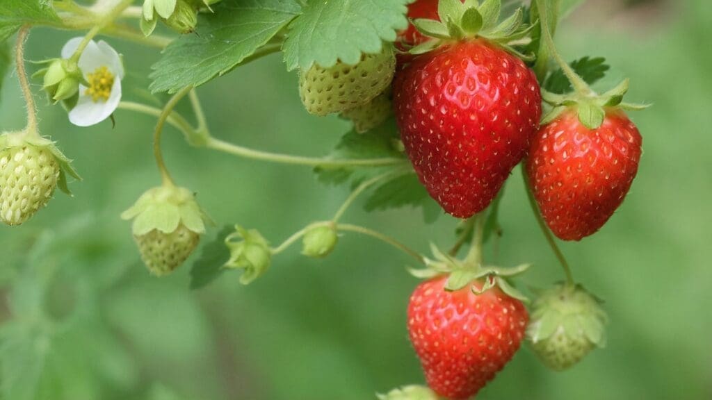 Varietà di fragole giardino: le 5 migliori per arricchire il tuo spazio verde con Albion, Chandler, Sequoia, Fort Laramie, Mara des Bois