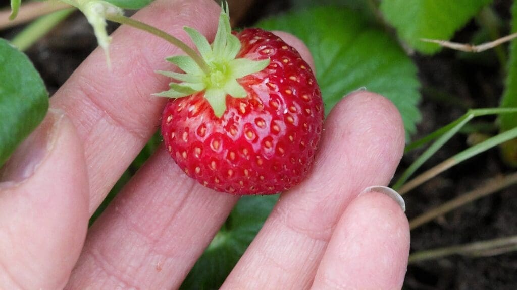 Varietà di fragole giardino: le 5 migliori per arricchire il tuo spazio verde con Albion, Chandler, Sequoia, Fort Laramie, Mara des Bois