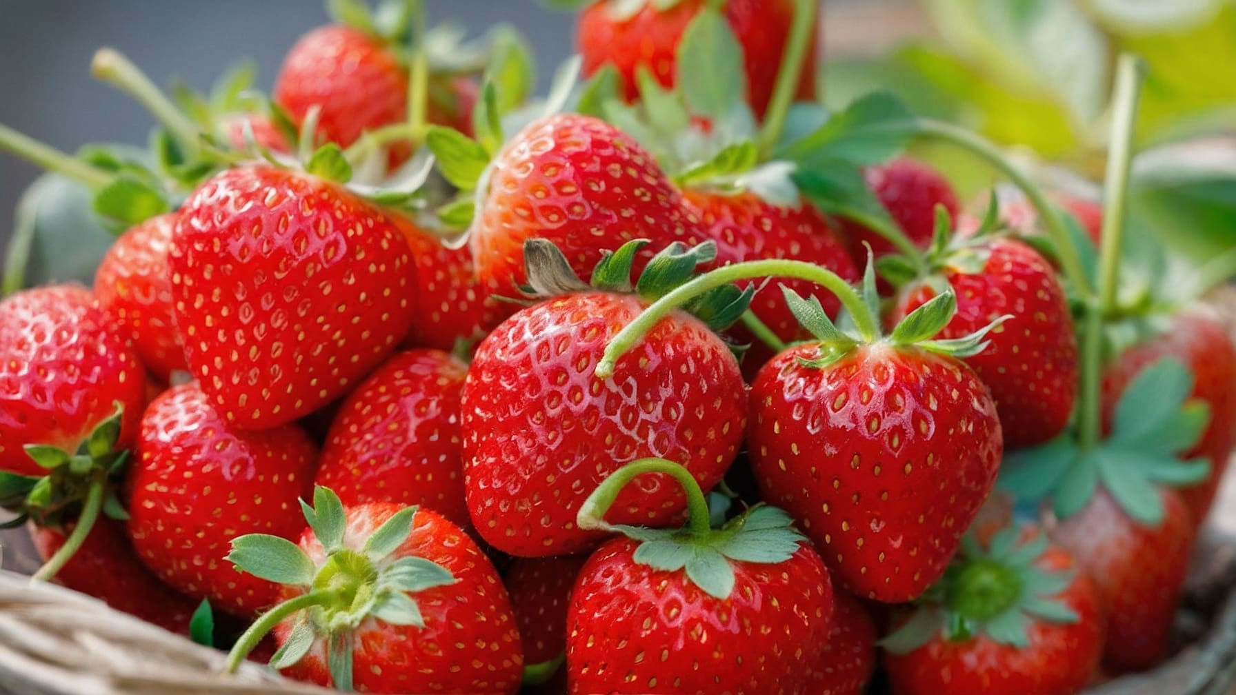 Fragole a marzo, assaggio di primavera con ricette, coltivazione e benessere in un post dedicato agli amanti del gusto