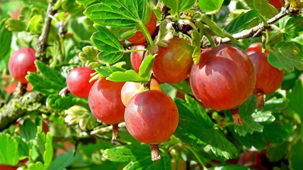 I benefici dei frutti rossi per mamme e bambini