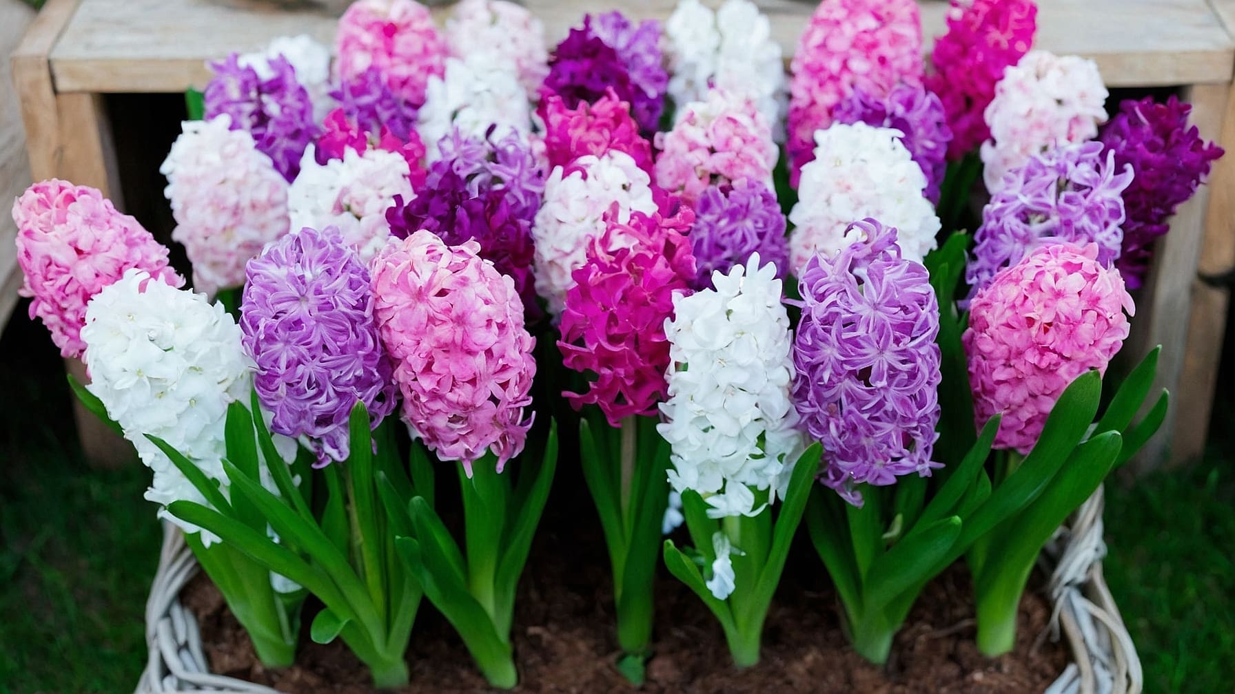 Fiori a bulbo giardino guida completa per trasformare il tuo spazio esterno in un angolo di paradiso con colorate fioriture