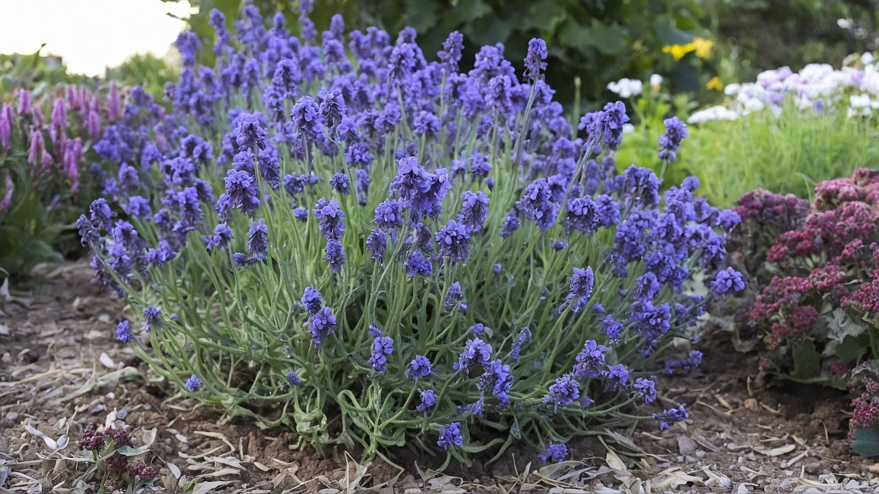 Coltivare la lavanda in giardino offre bellezza e aroma unici. Varietà, benefici, e consigli per cura e utilizzo