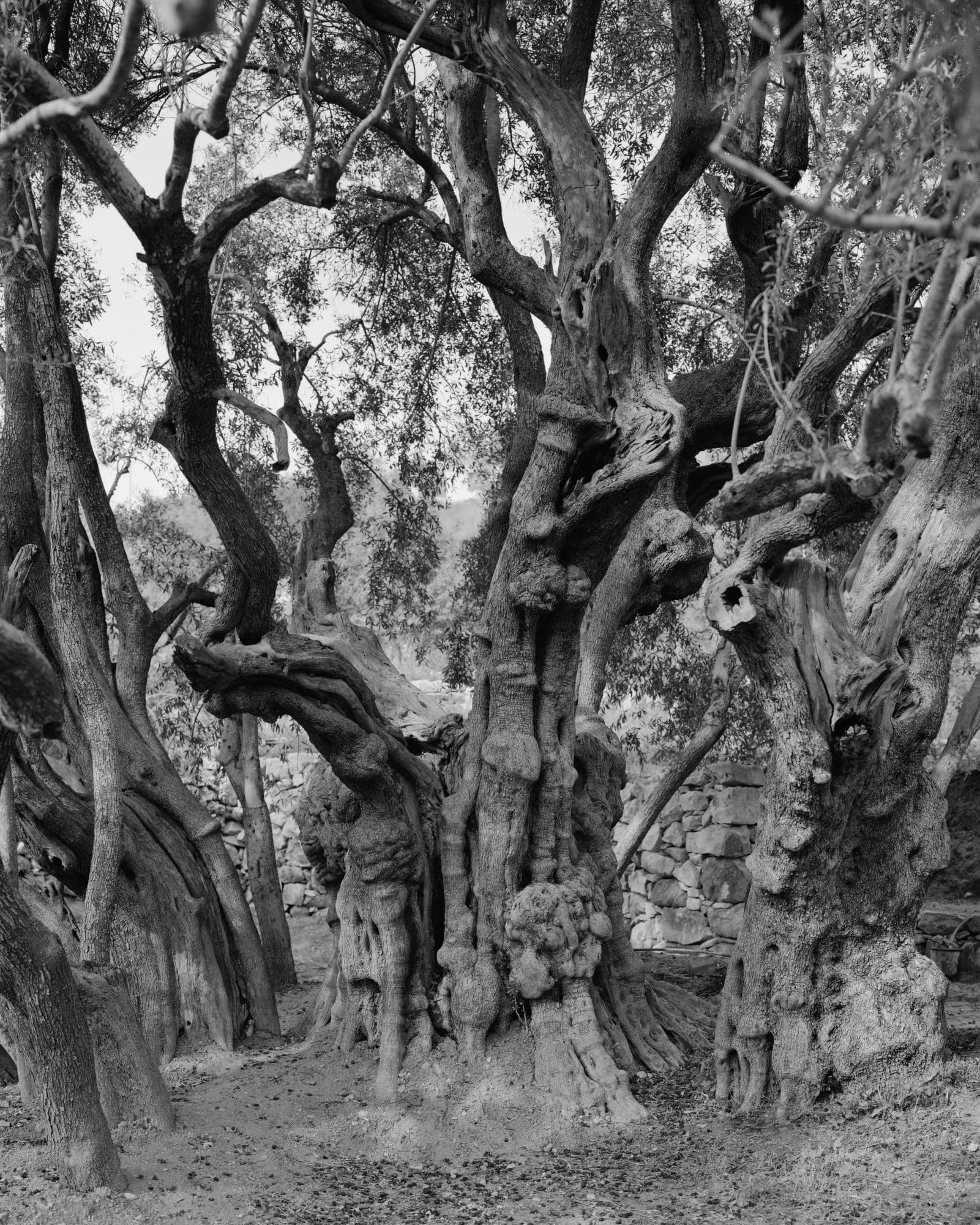 Anchor in the Landscape, un evento collaterale della Biennale di Venezia, esplora la resilienza palestinese tramite ritratti di ulivi