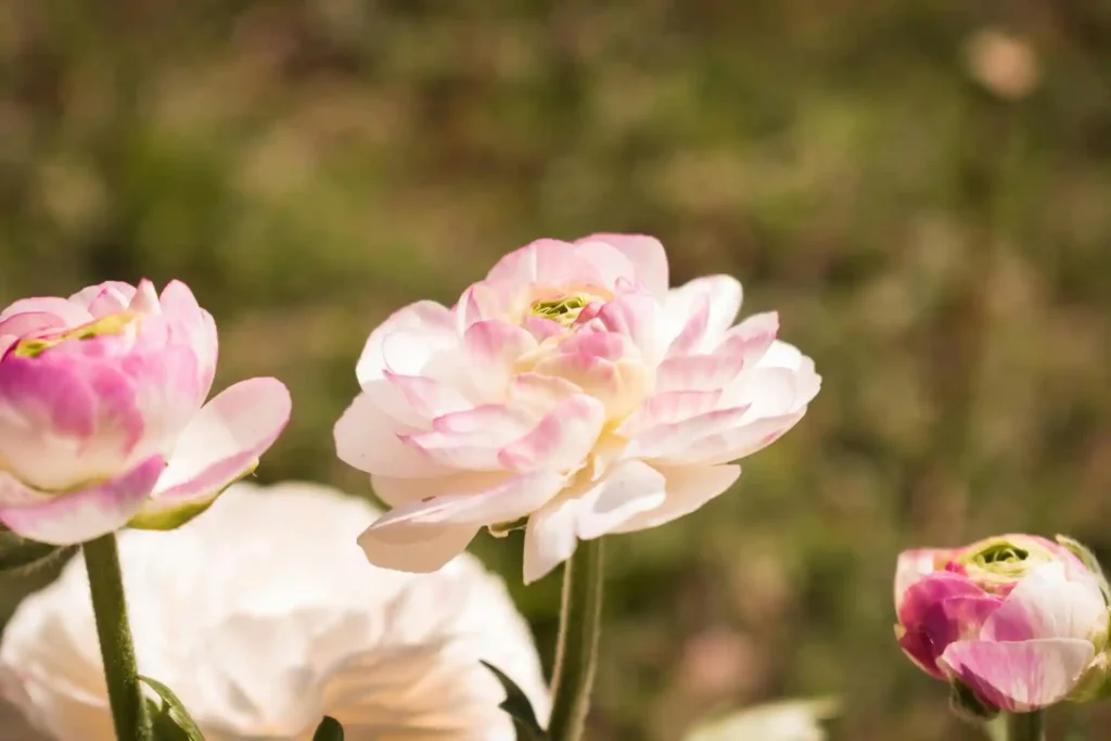 I fiori del mese di maggio: guida alle specie più colorate e profumate. Consigli su come coltivarli al meglio nel proprio spazio verde