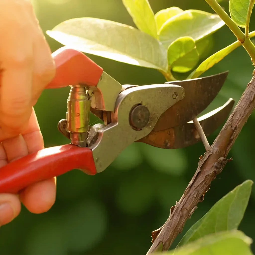 Potatura estiva: guida su come e quando farla. Promuove la salute delle piante, controlla crescita, fruttificazióne e fioritura