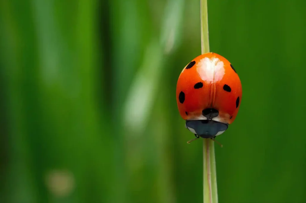 Lotta biologica ai parassiti nel tuo orto: tecniche e per proteggere il tuo orto senza agenti chimici. Scopri come fare!