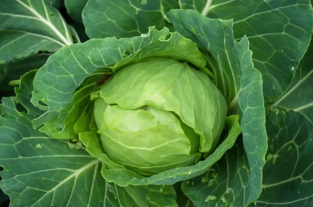 Coltivazione dei cavoli: dalla crescita alla raccolta. Scopri come coltivare cavoli sani e abbondanti con la nostra guida completa 