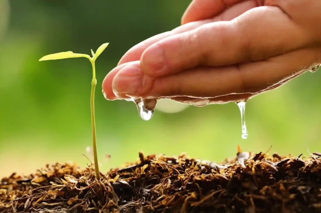 Giardinaggio biologico: benefici sulla salute e ambiente. scopri come migliorare la salute e l'ambiente con pratiche sostenibili.