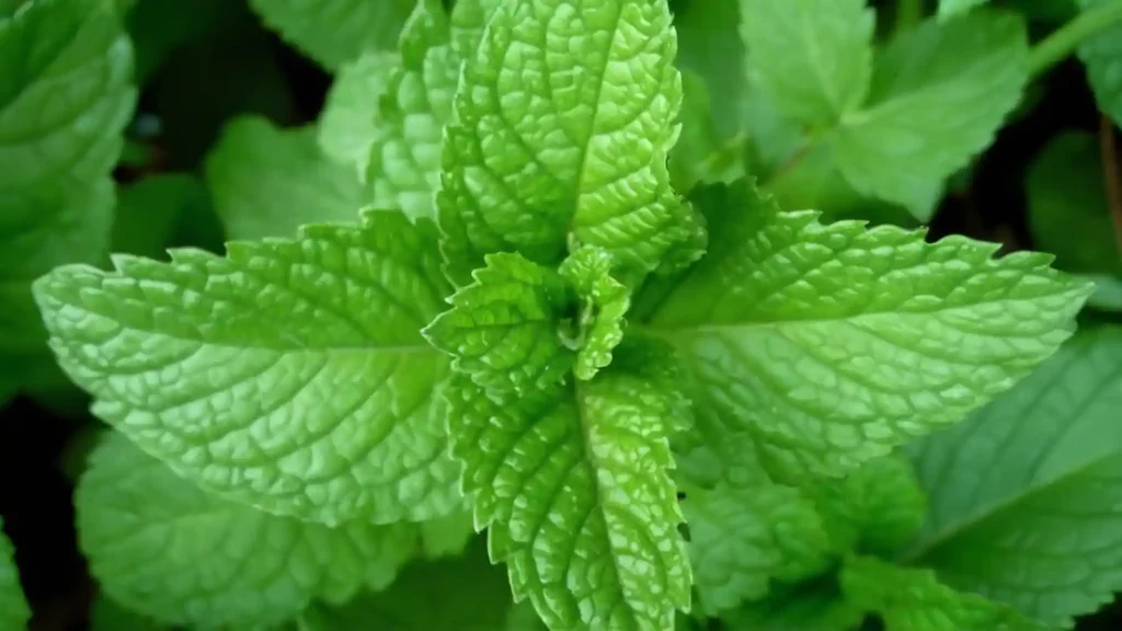 Piante da coltivare contro gli insetti nocivi: una guida su come proteggere il tuo giardino con piante repellenti. Consigli utili.