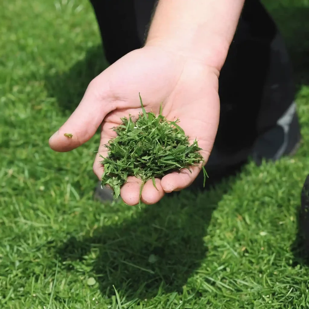 Mulching: taglio del prato, i vantaggi. Taglio con pacciamatura, consiste nel lasciare i ritagli d'erba sul prato dopo averlo tagliato.