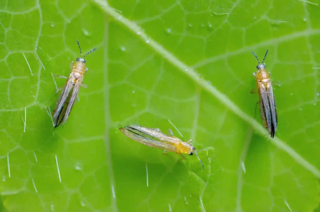 Piante da coltivare contro gli insetti nocivi: una guida su come proteggere il tuo giardino con piante repellenti. Consigli utili.