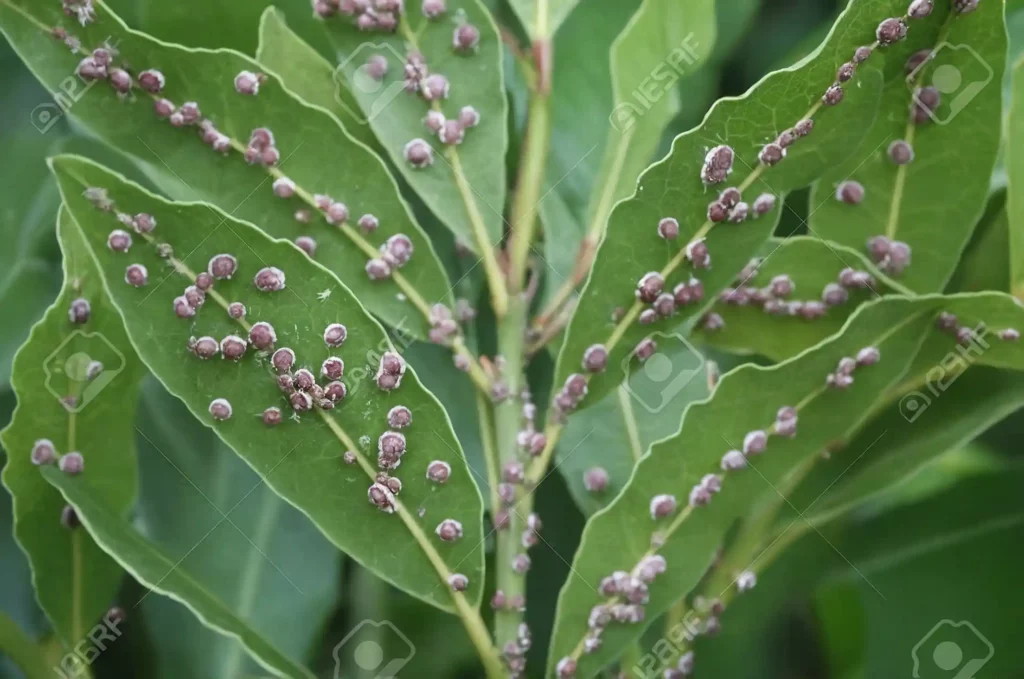 Piante da coltivare contro gli insetti nocivi: una guida su come proteggere il tuo giardino con piante repellenti. Consigli utili.