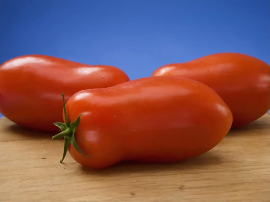 Pomodoro San Marzano: coltivazione e cura. Dalle sue origini leggendarie alla coltivazione sostenibile e ai consigli di conservazione