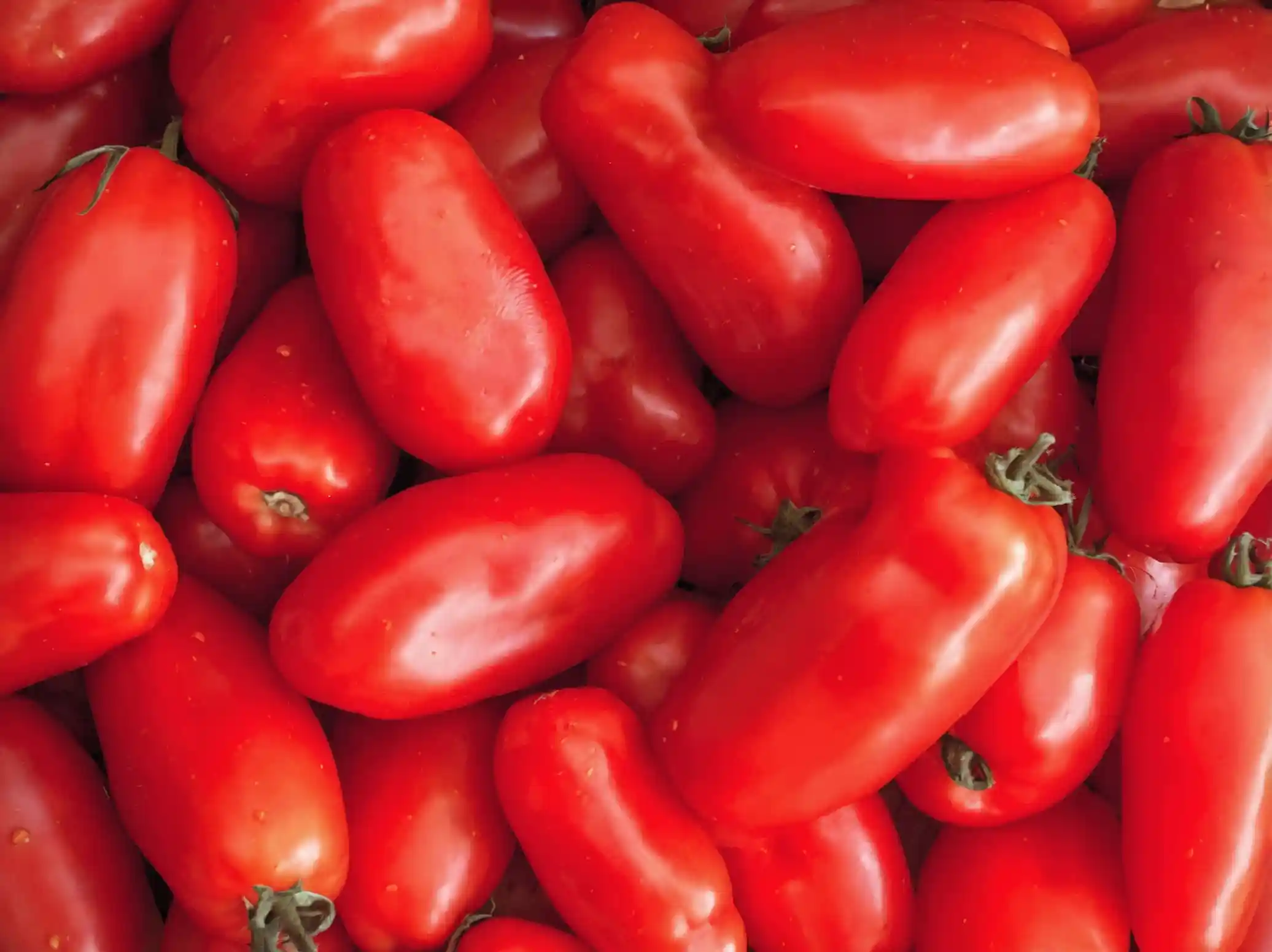 Pomodoro San Marzano: coltivazione e cura. Dalle sue origini leggendarie alla coltivazione sostenibile e ai consigli di conservazione