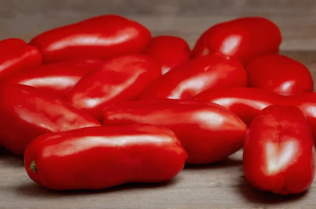 Pomodoro San Marzano: coltivazione e cura. Dalle sue origini leggendarie alla coltivazione sostenibile e ai consigli di conservazione