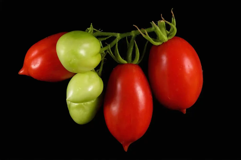 Pomodoro San Marzano: coltivazione e cura. Dalle sue origini leggendarie alla coltivazione sostenibile e ai consigli di conservazione