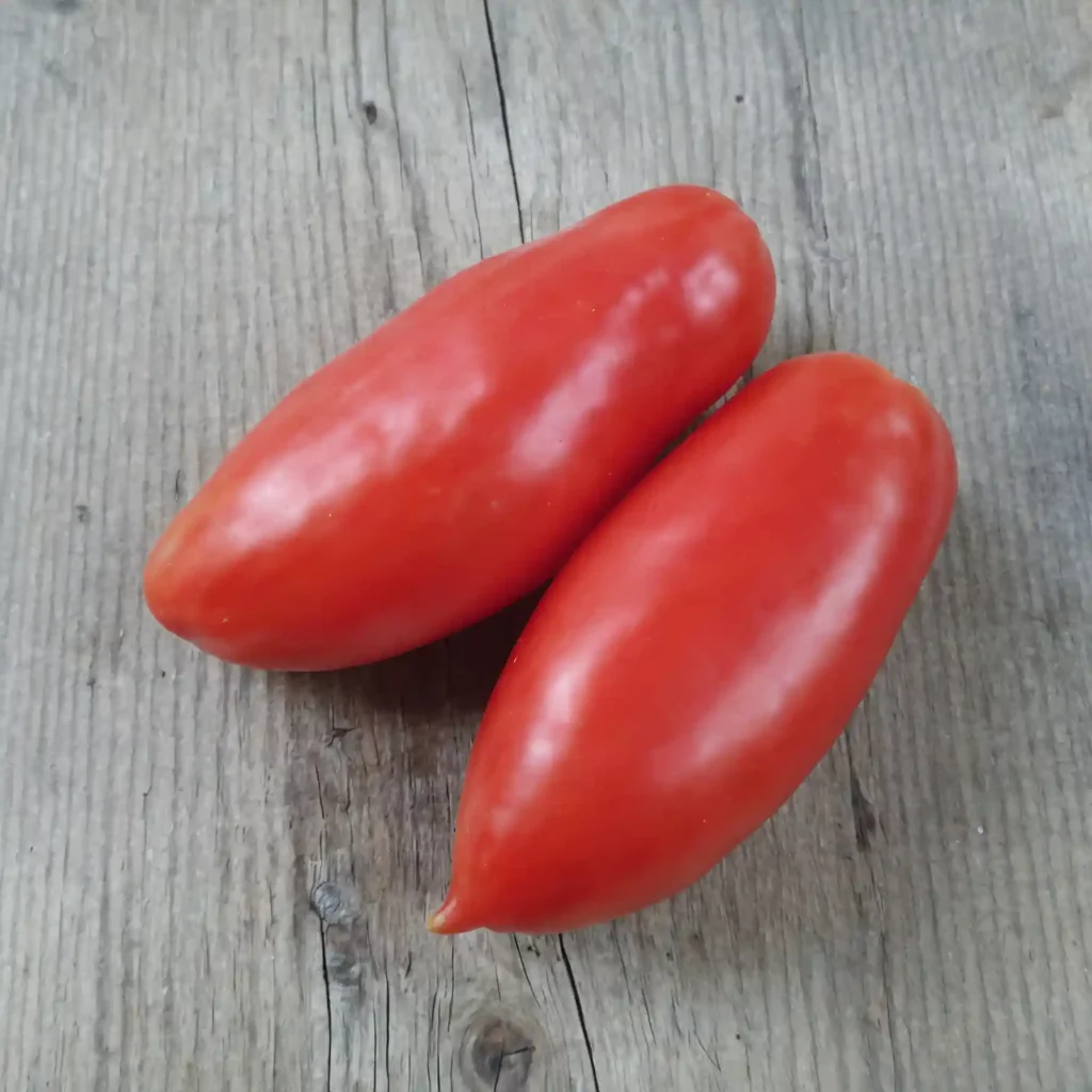 Pomodoro San Marzano: coltivazione e cura. Dalle sue origini leggendarie alla coltivazione sostenibile e ai consigli di conservazione