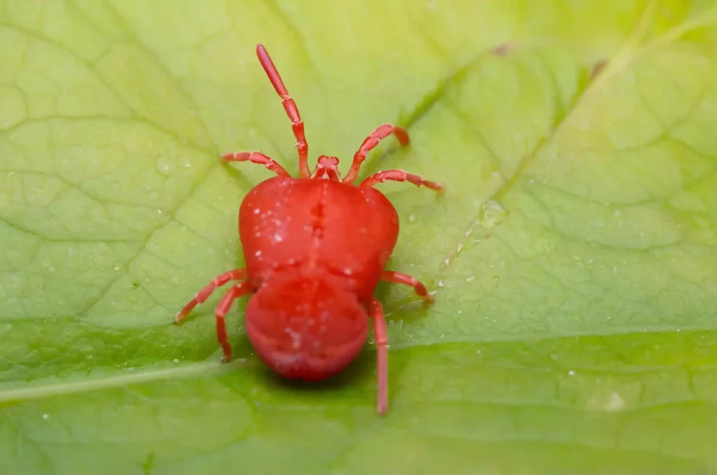 Lotta biologica ai parassiti nel tuo orto: tecniche e per proteggere il tuo orto senza agenti chimici. Scopri come fare!