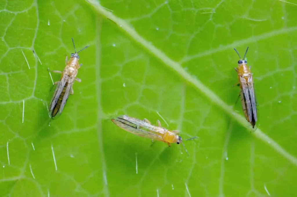 Lotta biologica ai parassiti nel tuo orto: tecniche e per proteggere il tuo orto senza agenti chimici. Scopri come fare!