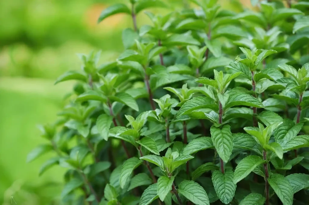 Giardinaggio e benessere mentale: un aiuto psicologico. Scopri come questa attività riduce lo stress e migliora l'umore.