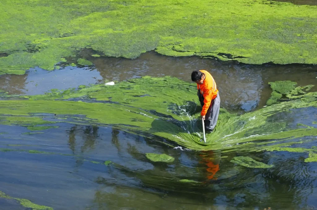 Spirulina: proprietà miracolose. Un superfood del futuro. Aiuta a rafforzare il sistema immunitario, la digestione e aumenta l'energia