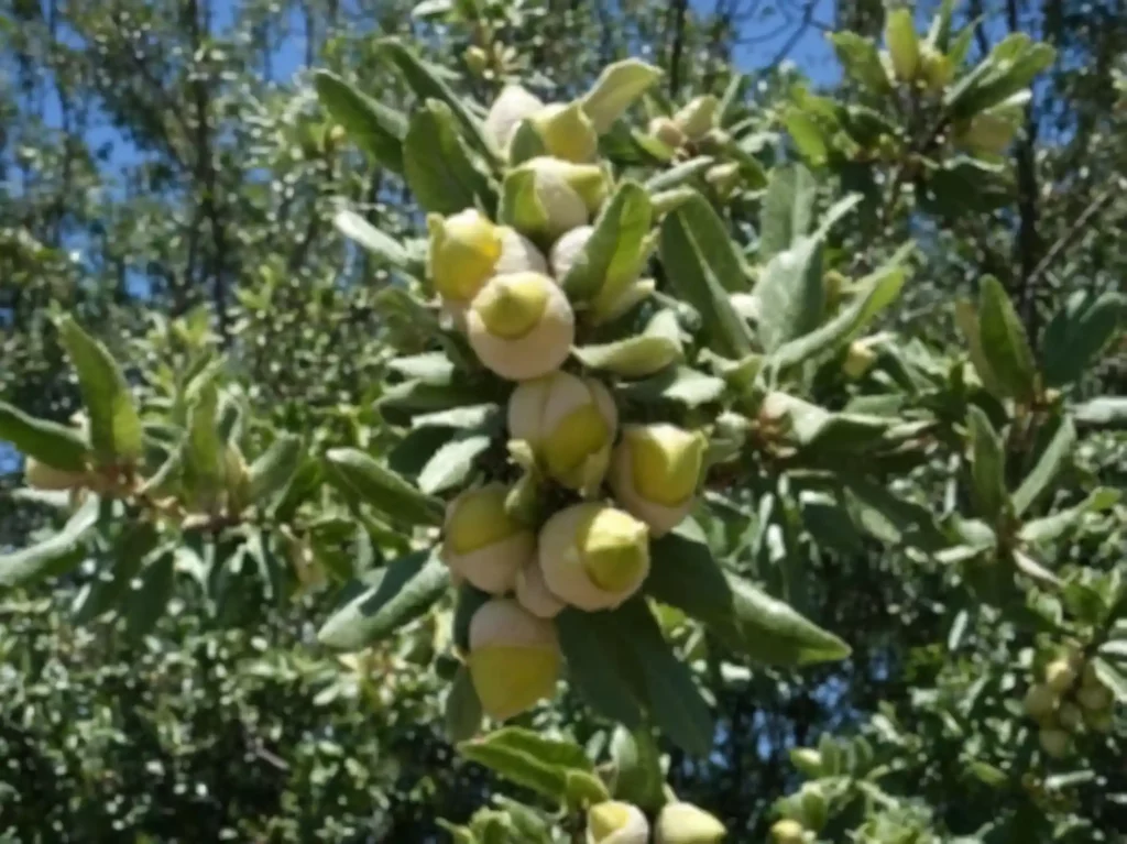 Il leccio caratteristiche cura: scopri come coltivare e curare il leccio, albero maestoso e versatile, adatto a diversi ambienti.