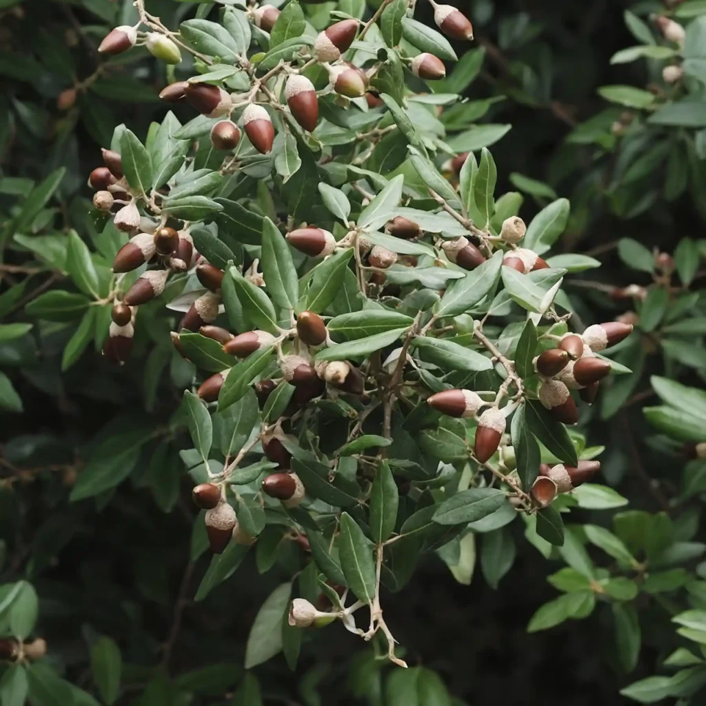 Il leccio caratteristiche cura: scopri come coltivare e curare il leccio, albero maestoso e versatile, adatto a diversi ambienti.