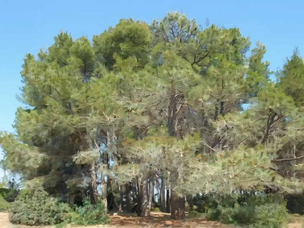 Il pino marittimo: un tocco di Mediterraneo nel tuo giardino. La sua bellezza e la sua resilienza lo rendono una scelta eccellente per qualsiasi giardino