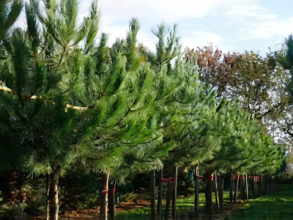 Il pino marittimo: un tocco di Mediterraneo nel tuo giardino. La sua bellezza e la sua resilienza lo rendono una scelta eccellente per qualsiasi giardino