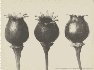 KARL BLOSSFELDT.  Photography in the light of art/ La fotografia alla luce dell’arte