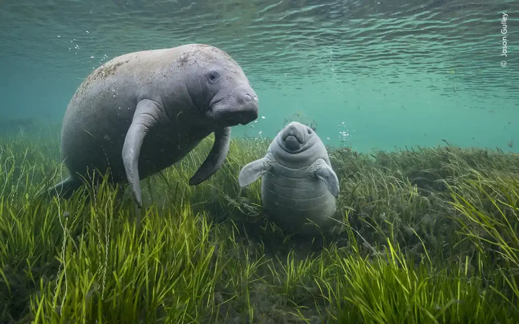 Wildlife Photographer of the Year 2024: la mostra al Museo della Permanente di Milano dal 22 novembre 2024 al 9 febbraio 2025.