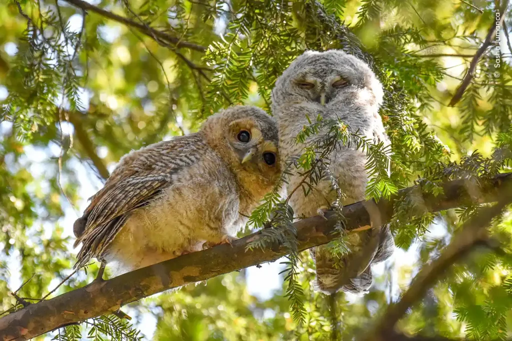 Wildlife Photographer of the Year 2024: la mostra al Museo della Permanente di Milano dal 22 novembre 2024 al 9 febbraio 2025.