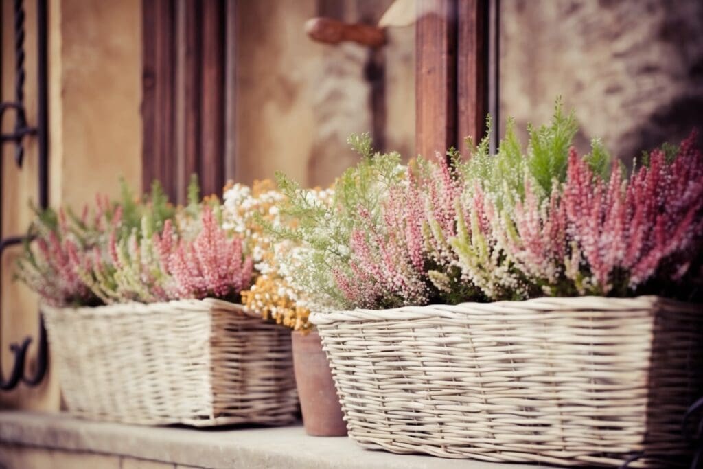 Fiori da balcone invernali: come creare uno spazio fiorito anche nei mesi freddi