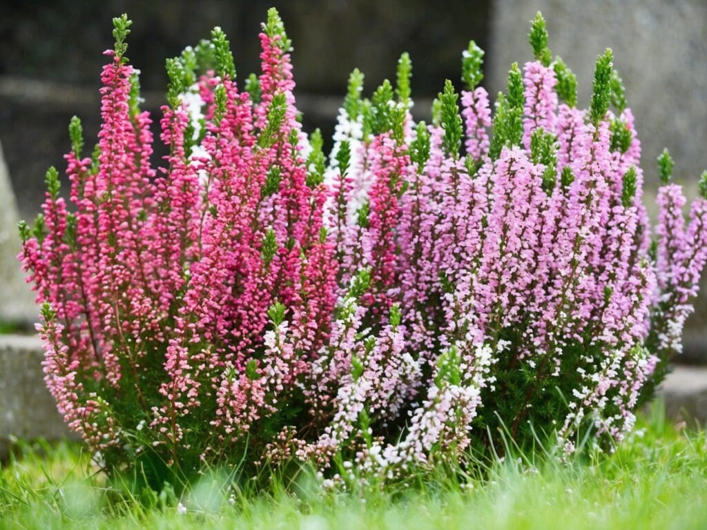 erica da balcone