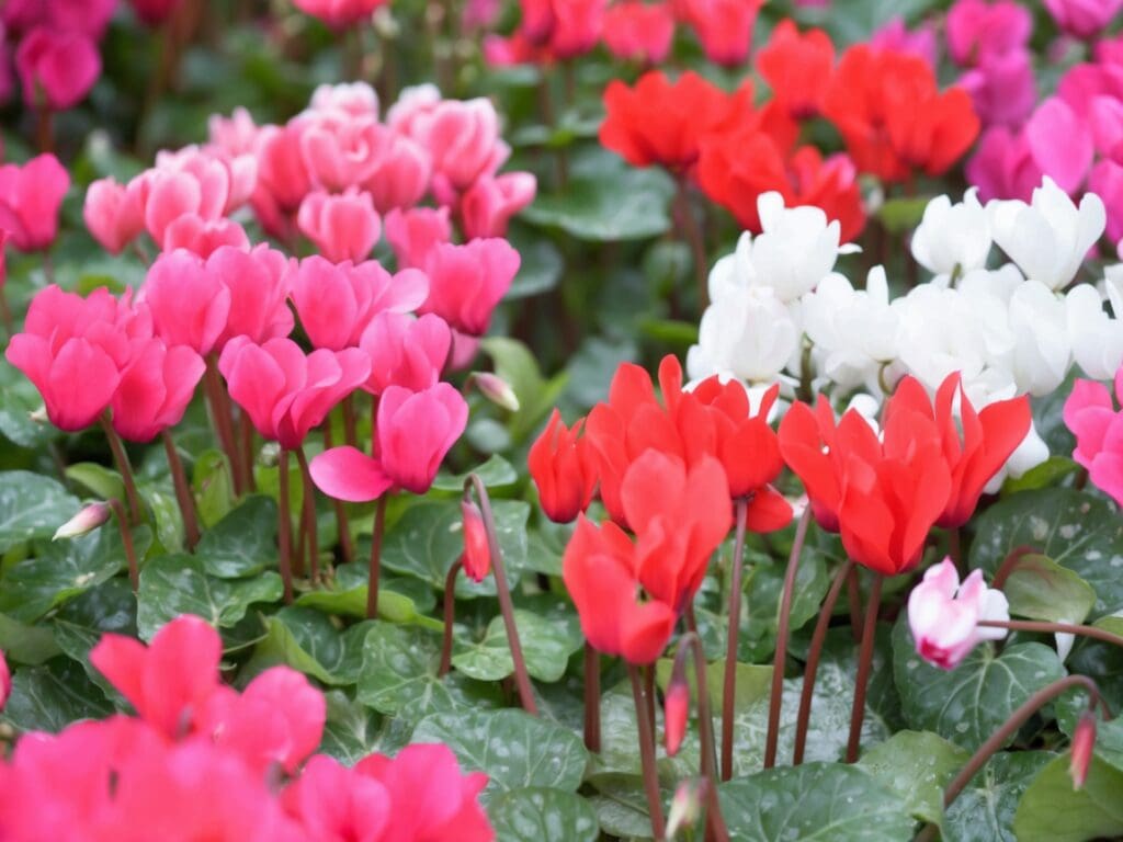 Fiori da balcone invernali: come scegliere e curare piante resistenti per un balcone colorato anche nei mesi freddi.