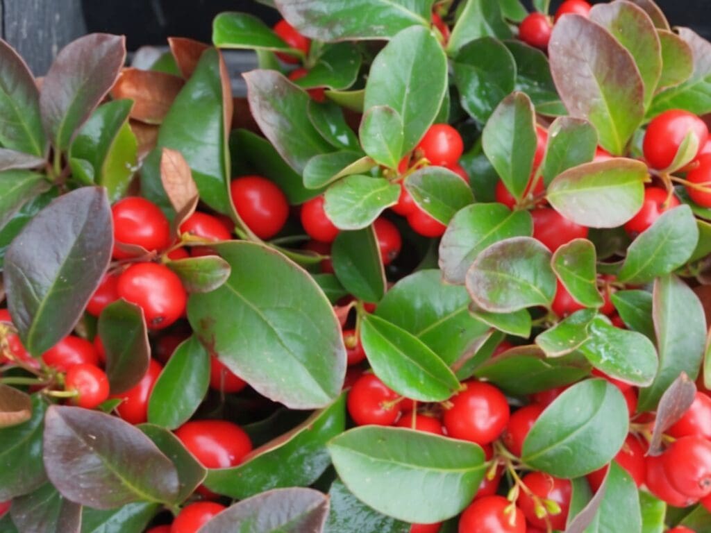 Fiori da balcone invernali